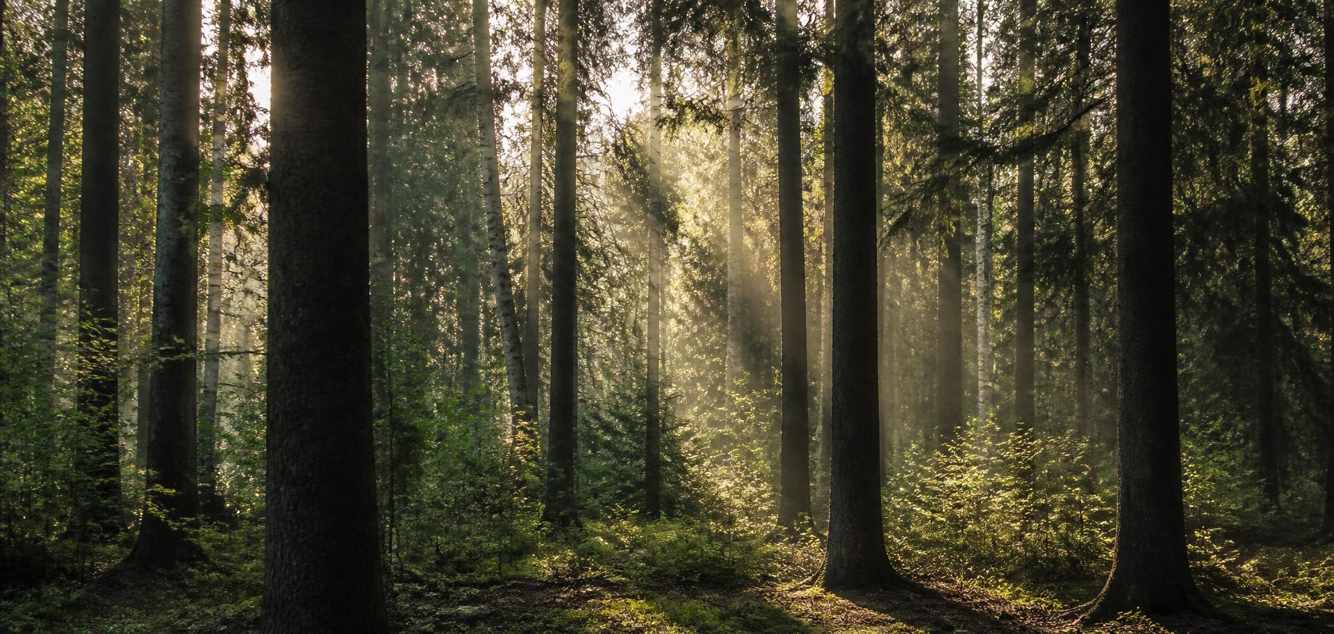 Lichtdurchfluteter Mischwald
